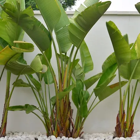 Isabelita Dom wakacyjny *