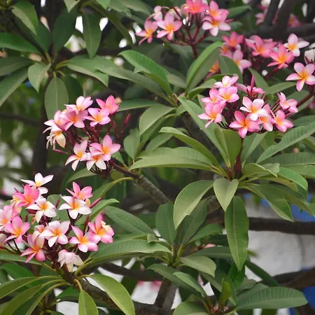 度假居 Isabelita 托雷莫利诺斯