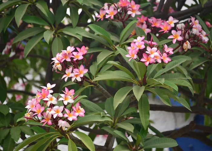 Semesterbostad Isabelita Torremolinos